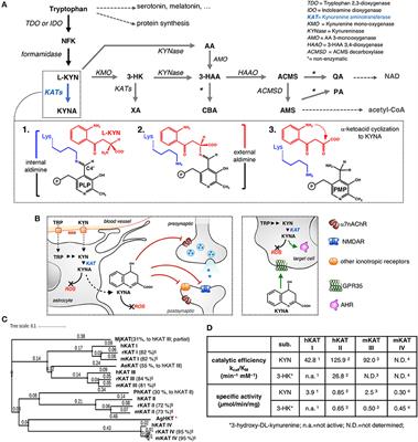 The Synthesis of Kynurenic Acid in Mammals: An Updated Kynurenine Aminotransferase Structural KATalogue